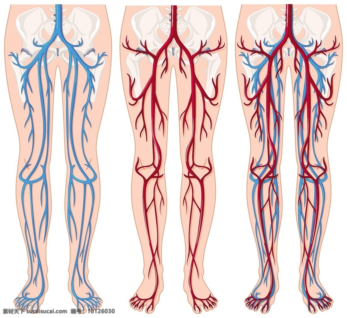 人体 腿部 血管 插图 艺术 人 画 血 腿