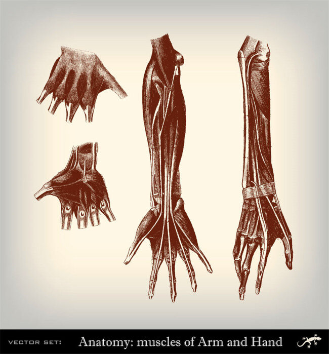 手臂肌肉插画 人体器官素描 人体器官插画 人体解剖学 人体结构插图 其他人物 矢量人物 矢量素材
