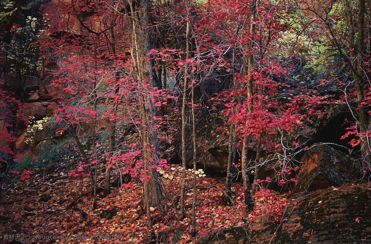 森林 风光 背景 风景 季节 旅游 森林风光 摄影图库 树 树林 树木 休闲 自然 自然风景 自然景观 生活 旅游餐饮