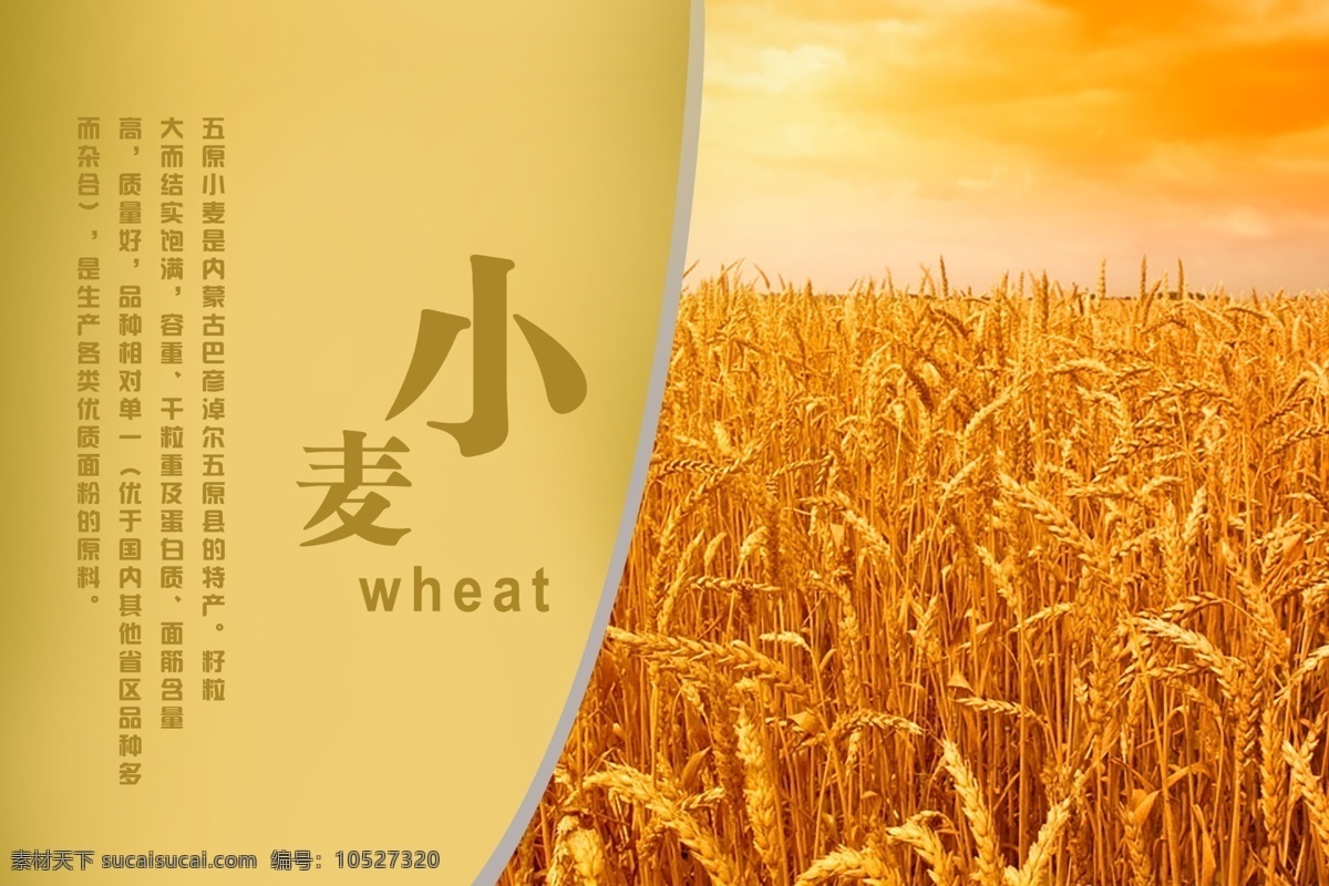 小麦 小麦海报 小麦宣传页 小麦图 小麦素材 黄色