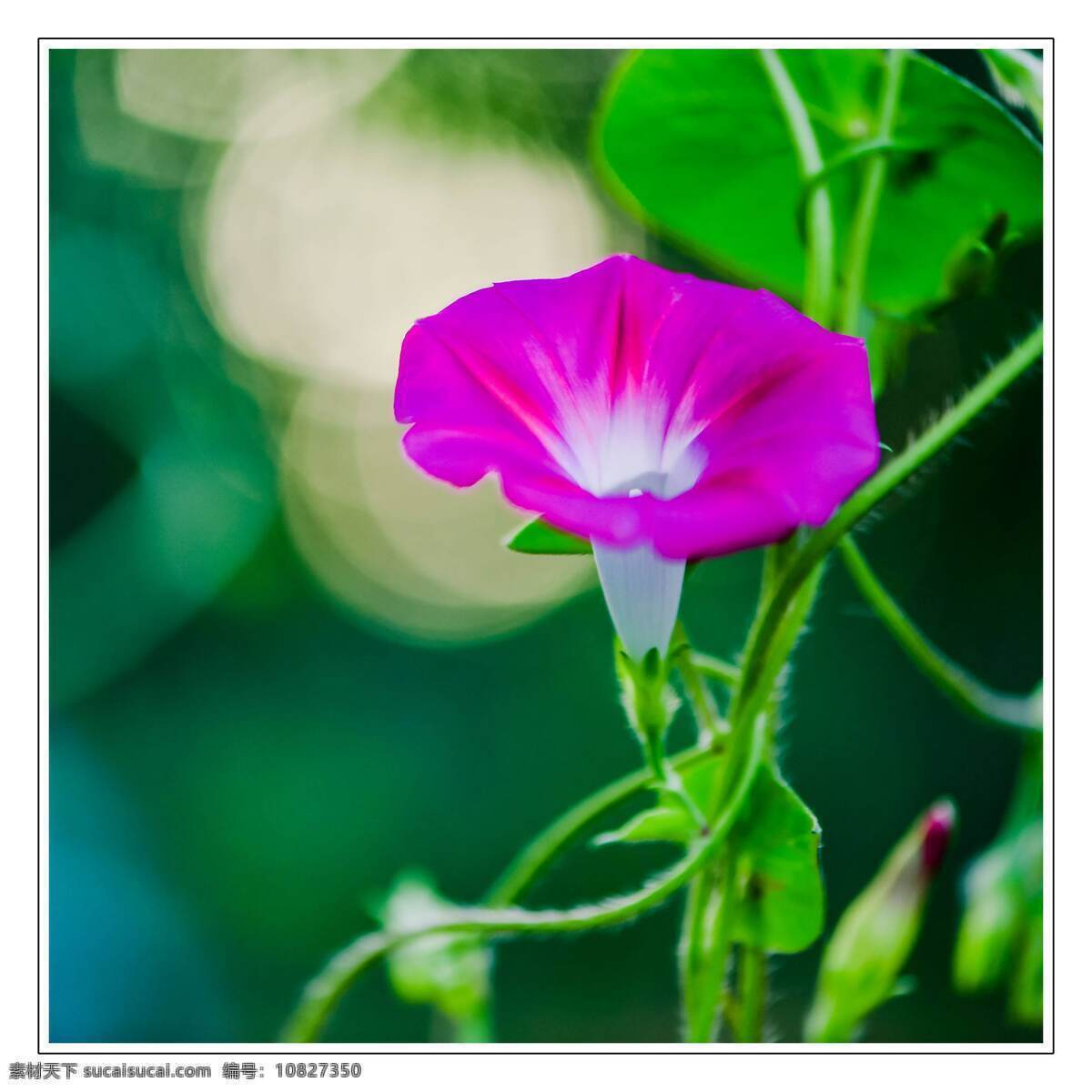 喇叭花 花 植物 春天 魅力 绽放 紫色 喇叭 自然景观 自然风景