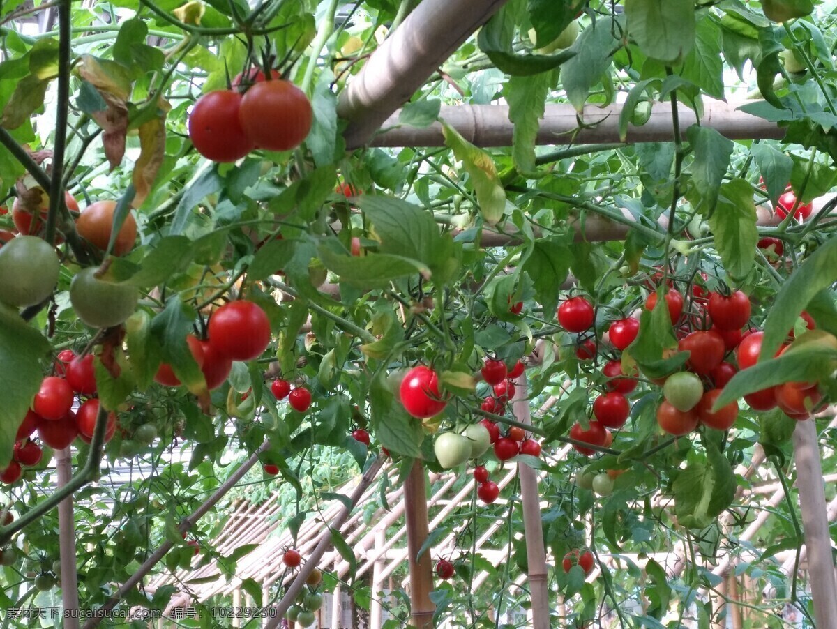 番茄 西红柿 果实 果蔬 蔬菜 观赏植物 花卉 绿化景观 植物 果品果实 生物世界 水果