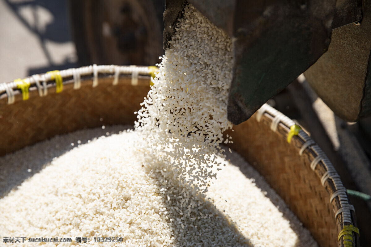 大米图片 稻田 绿豆 杂粮 水稻 米饭 玉米糁 五谷 农产品 大米 粗粮 生活中的照片 餐饮美食 食物原料