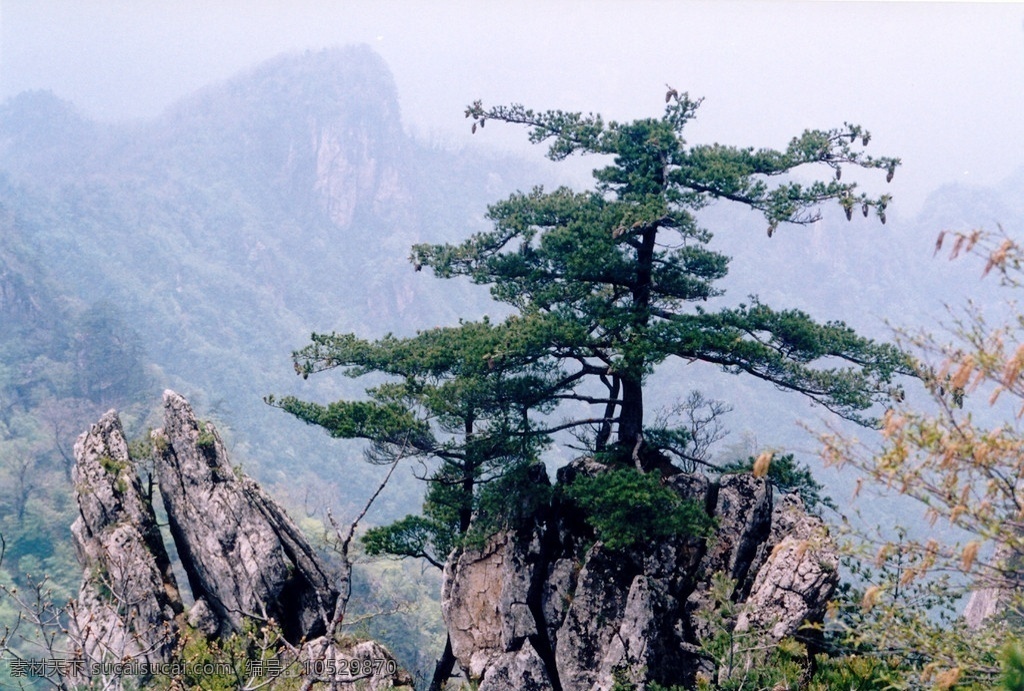 大山 山 奇山 天空 树林 奇树 松树 山顶松树 树 雾 嵩县风景 自然风景 自然景观 bmp