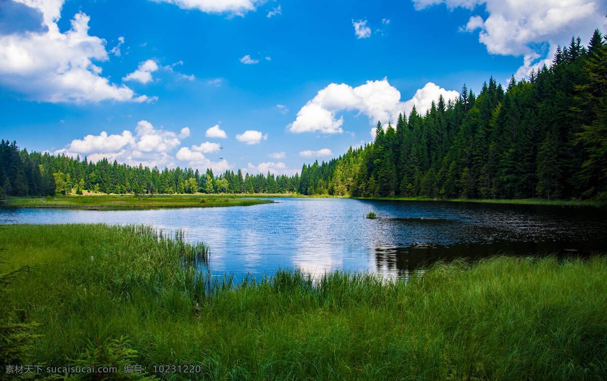 森林湖泊 森林 湖泊 景观 蓝天 白云 摄影库 自然景观 山水风景