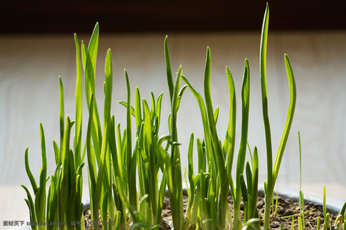 阳光 绿叶 嫩芽 蒜苗 叶子 幼苗 花草盆栽 生物世界 蔬菜