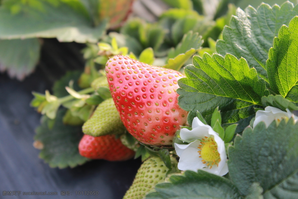 草莓 红色草莓 绿色草莓 草莓花 白花 绿叶 春天气息 花草 生物世界