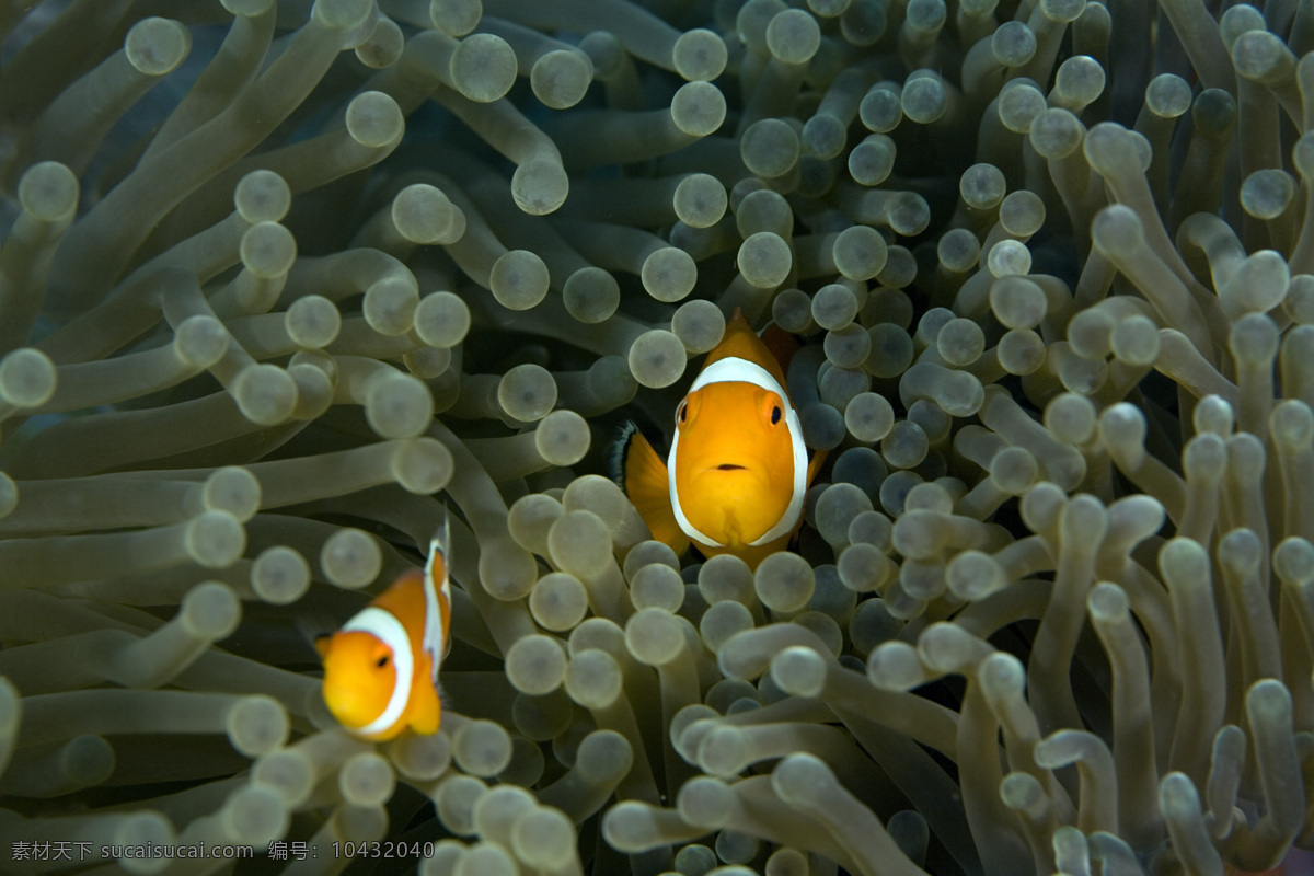 热带鱼 海洋生物 深海鱼 生物世界 鱼类 小丑鱼