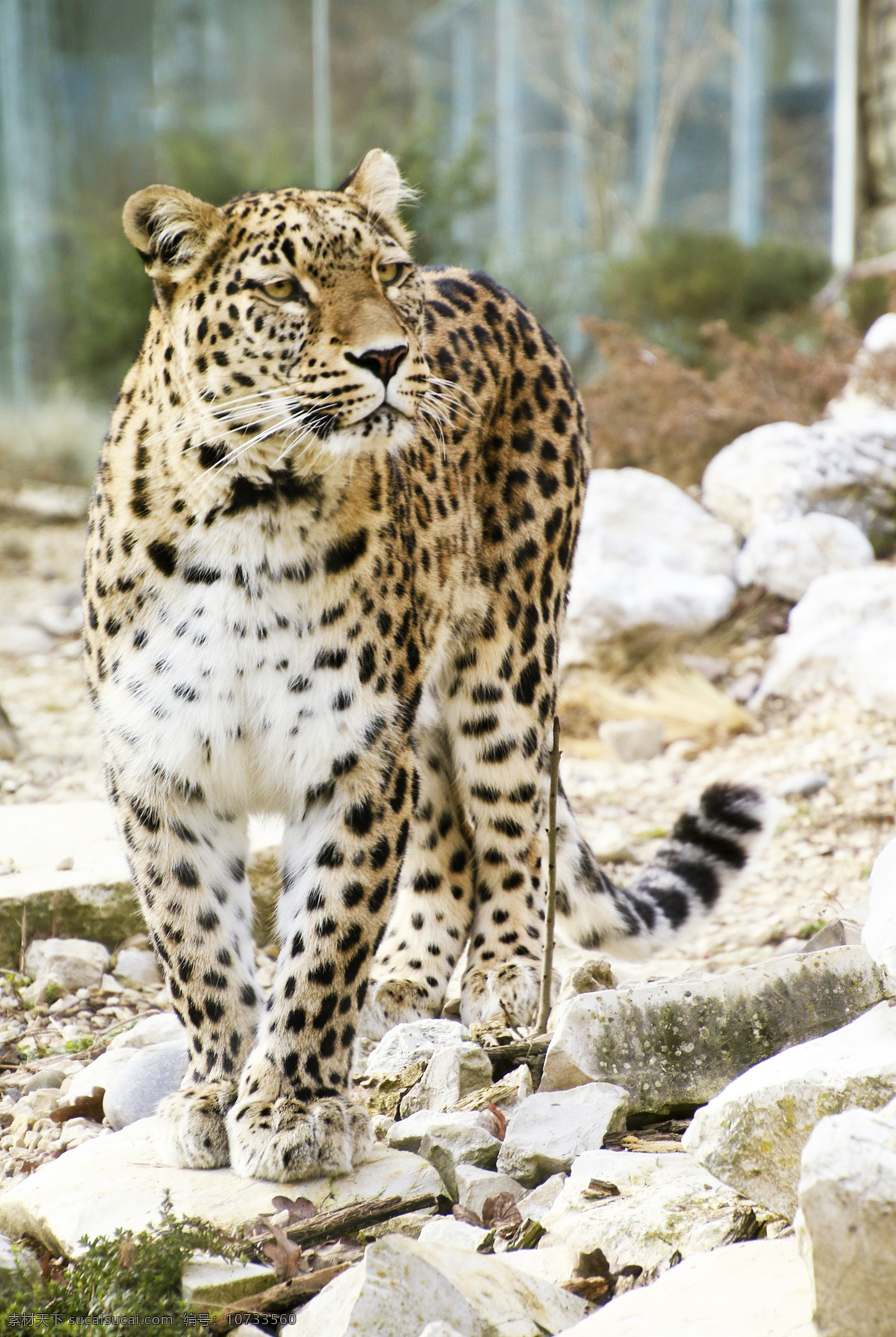 豹子 豹 panthera pardus 金钱豹 文豹 银钱豹 leopard panther 花豹 动物 猫科动物