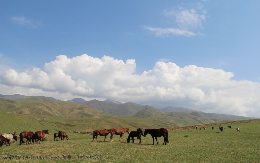 新疆风景 大草原 草原 自然风光 蓝天 白云 牛 马 羊 景色宜人 旅游摄影 自然风景