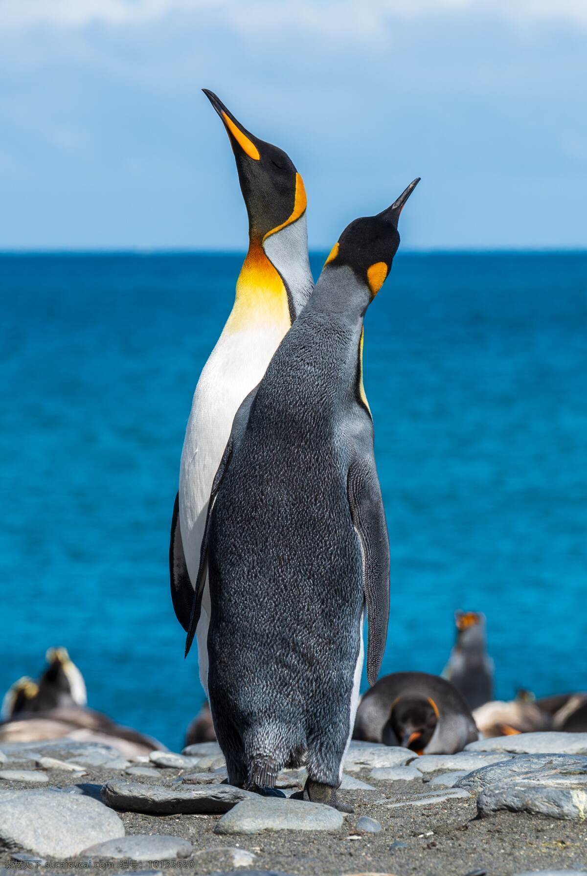 拍照 照片 拍摄 壁纸 高清 特写 南极企鹅 动物 帝企鹅 小企鹅 呆萌 生物世界 海洋生物