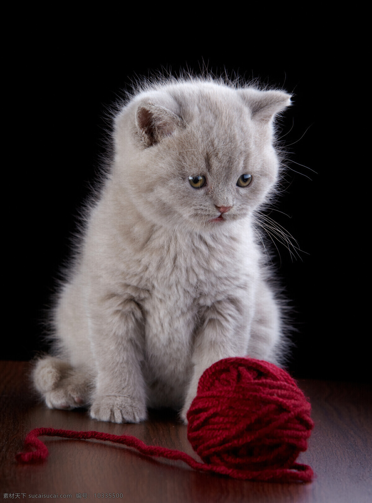 小猫 毛线 团 毛线团 灰色猫咪 宠物 可爱动物 萌宠 动物摄影 猫咪图片 生物世界