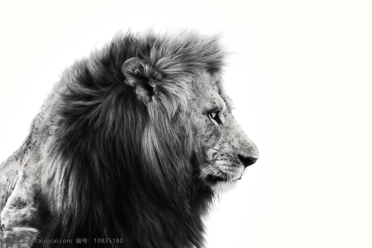 猛兽 野生动物 陆地动物 动物 小狮子 幼狮 大自然