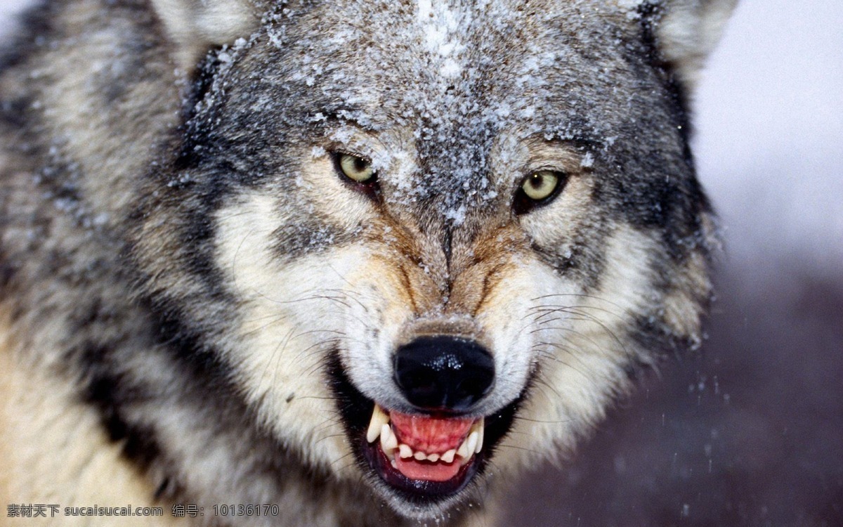 狼 野生 凶狠 动物 拍摄 高清 下雪 生物世界 海洋生物