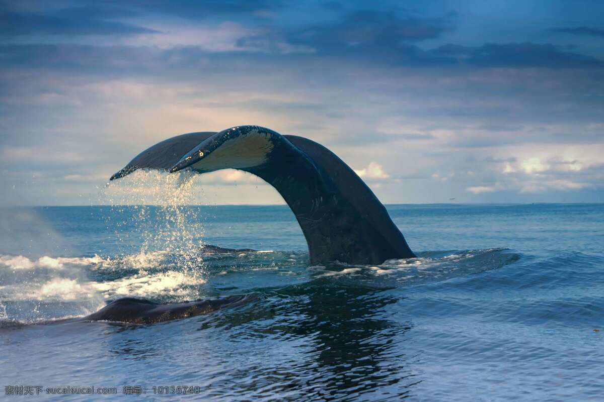 海底世界 海洋馆 海底动物 鱼群 蓝色 鱼类 生活 海藻 鱼尾巴 鲸鱼 分层