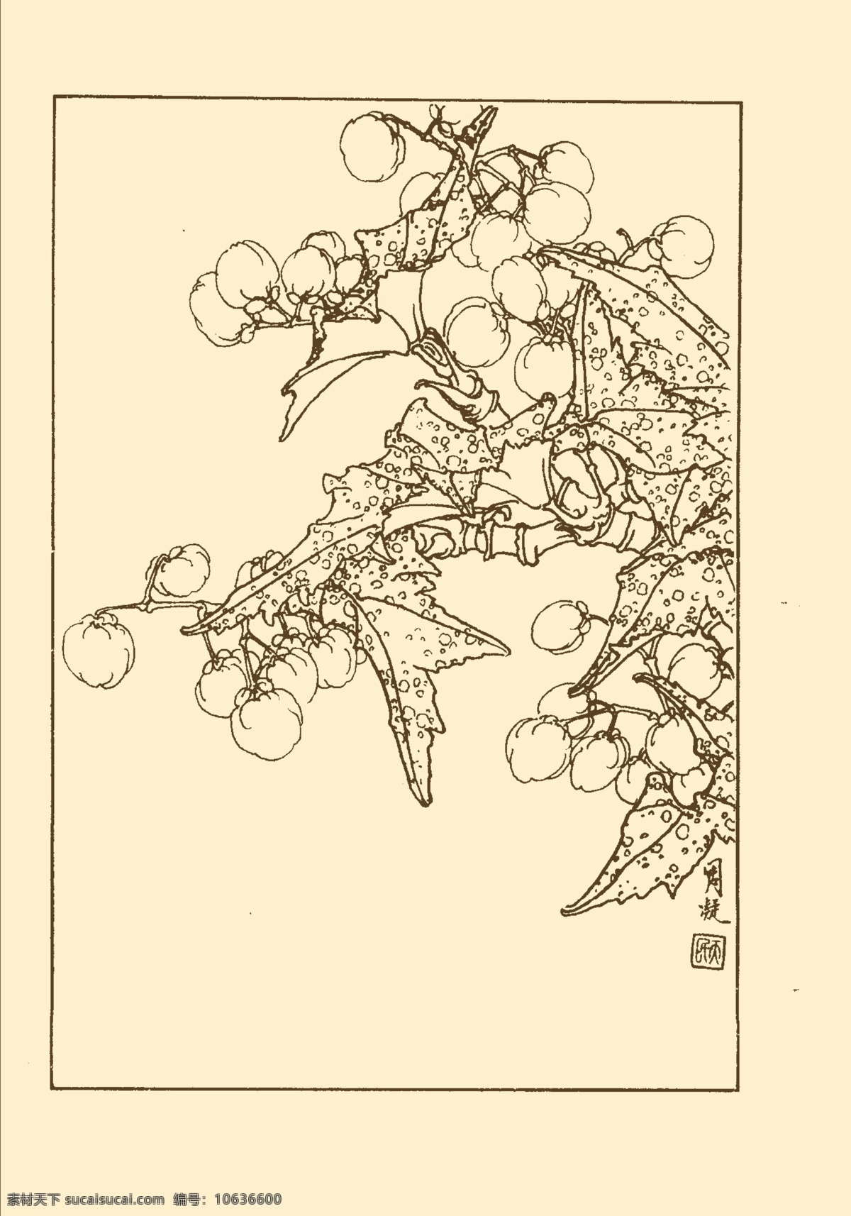 竹节海棠 白描 花卉 花草 植物 国画 中国画 线画 线稿 花卉白描 分层 源文件