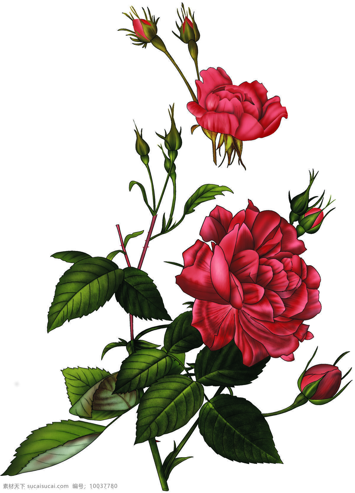 大红玫瑰 花纸设计 传统文化 文化艺术