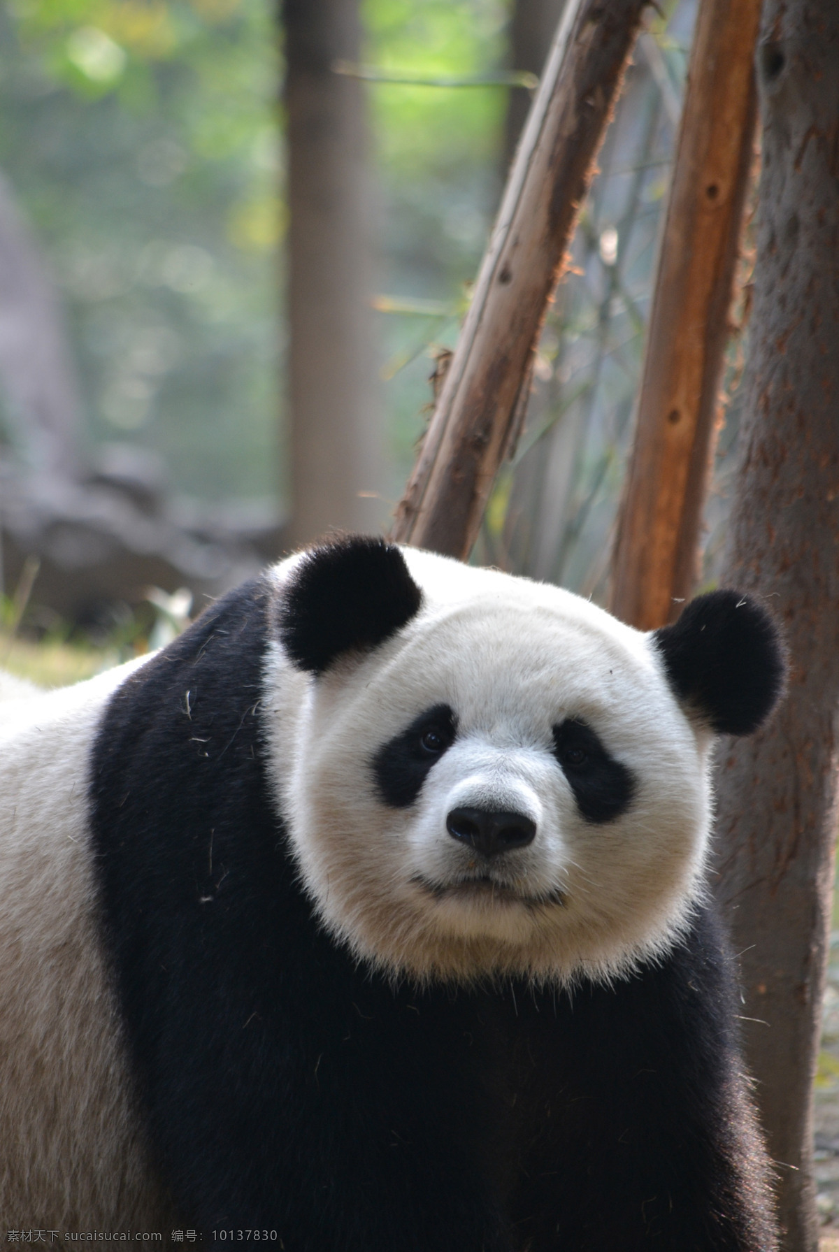 憨态 可爱 大熊猫 熊猫 国宝熊猫 国宝 食铁兽 动物园 保护动物 珍惜动物 黑白照片 憨态可爱 生物世界 野生动物