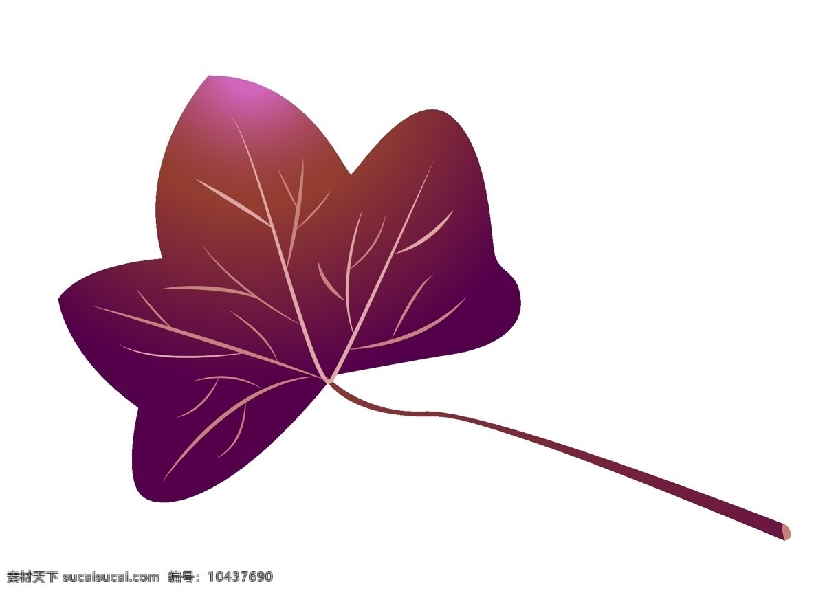 紫色 树叶 枫叶 插画 卡通枫叶插画 紫色的树叶 叶子 枫叶叶子 植物插画 卡通植物插画