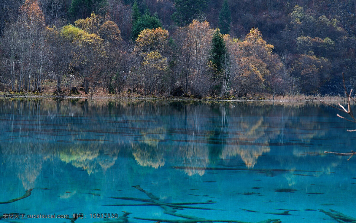 九寨沟风光 九寨沟 风光 蓝色湖水 清澈见底 秋日树林 落叶的树枝 自然风景 风景名胜 自然景观