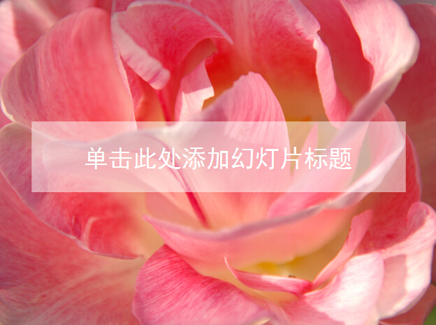 粉红色 花朵 精致 模板 花卉 植物 精致花朵 清淡ppt