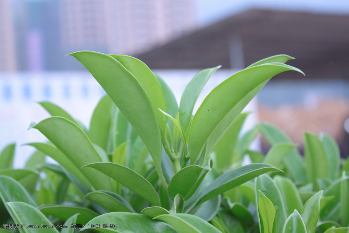 观赏植物 花草 楼盘 绿色植物 绿叶 生物世界 叶子 植物 矢量图 建筑家居