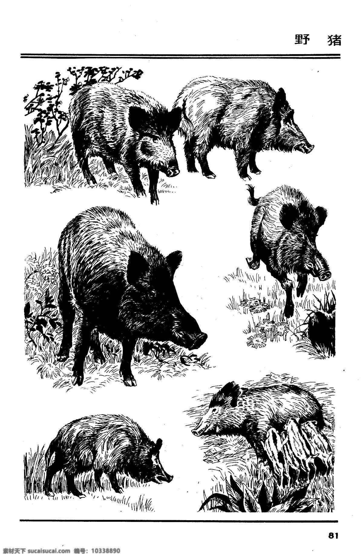 画兽谱85 野猪 百兽 兽 家禽 猛兽 动物 白描 线描 绘画 美术 禽兽 野生动物 百兽图 画兽谱 猪 pig 生物世界 设计图库
