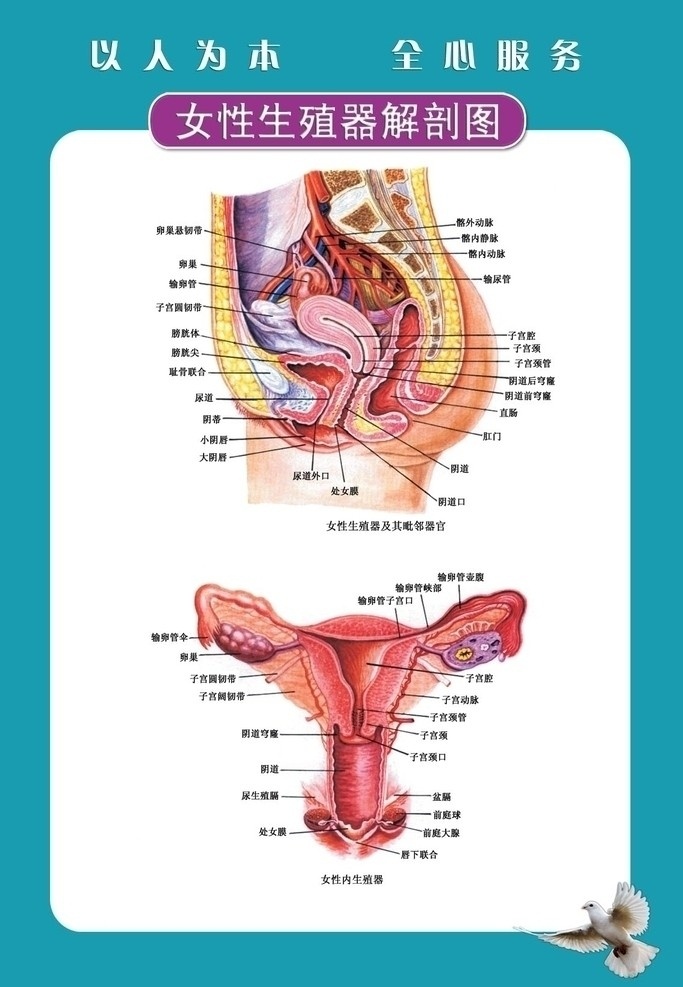 女性生殖器图 写真展板 写真 展板 印刷 高清晰医院 妇科 女性 杂志广告 妇女 源文件库 源文件
