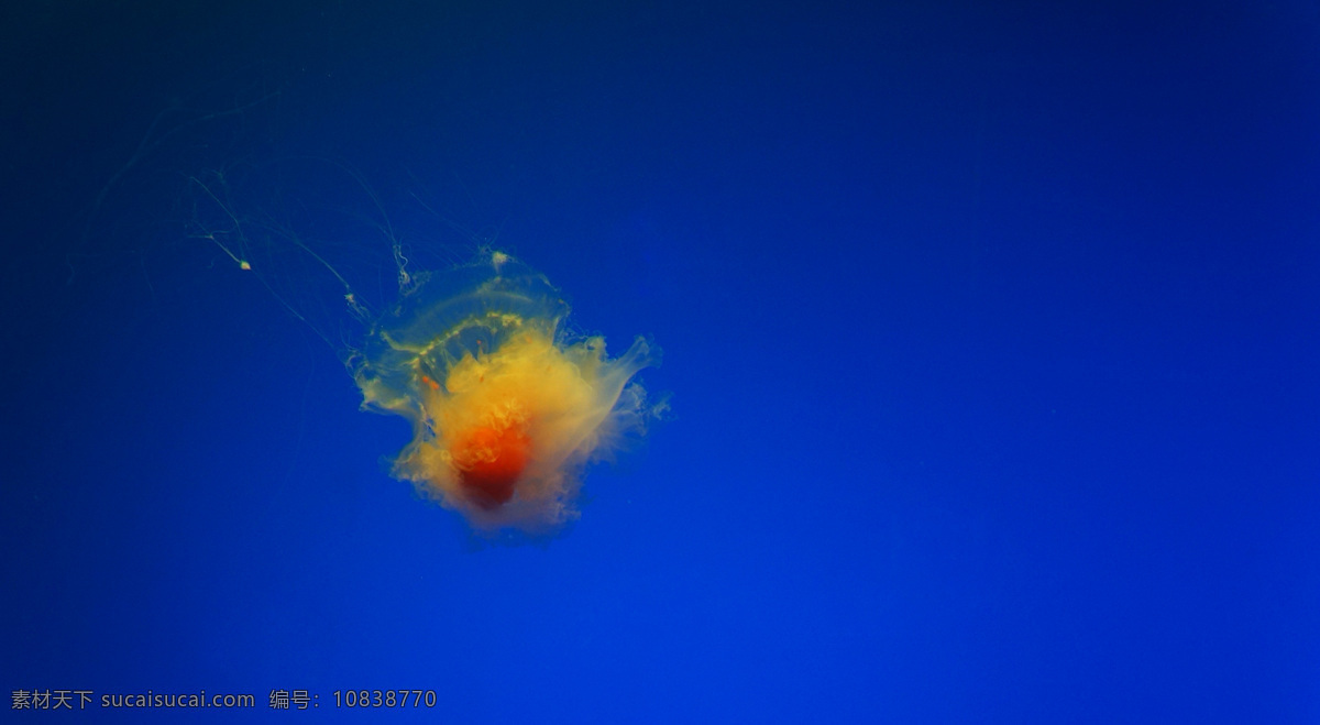 海底 里 蛋黄 水母 海洋 海底世界 海洋生物 蛋黄水母 蓝色背景