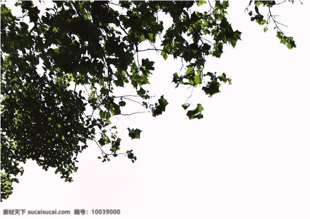 半 棵 近景 树 前景 植物 园林植物 前景树 近景树 配景素材 园林 建筑装饰 设计素材 3d模型素材 室内场景模型