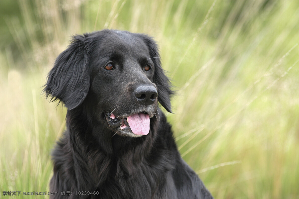 可爱的狗儿 小狗 犬 小狗图片 宠物狗 名贵犬种 宠物狗图片 可爱 小狗图片大全 宠物 小动物 陆地动物 生物世界 黄色