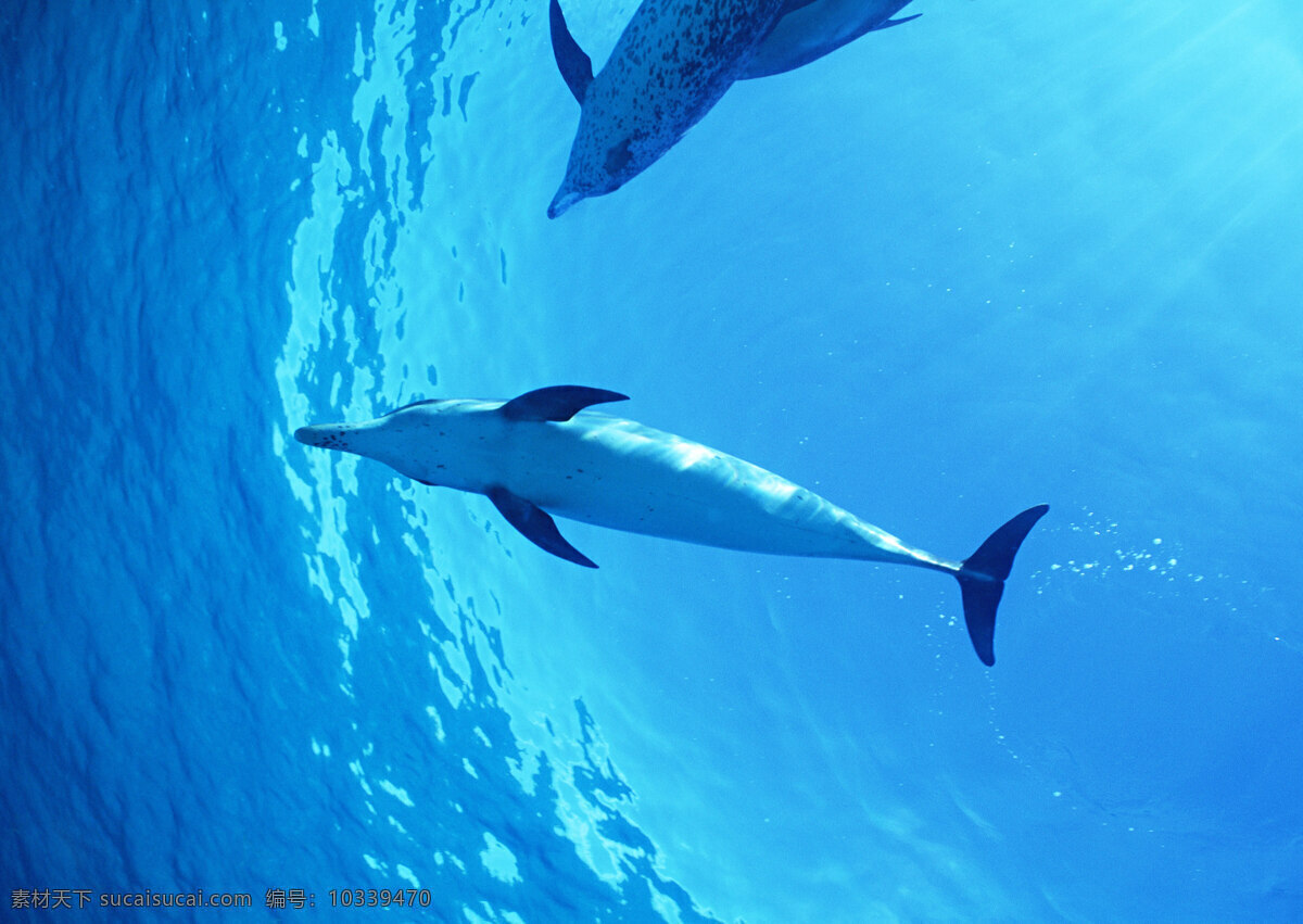 海底里的海豚 动物世界 生物世界 海底生物 海豚 大海 水中生物 蓝色