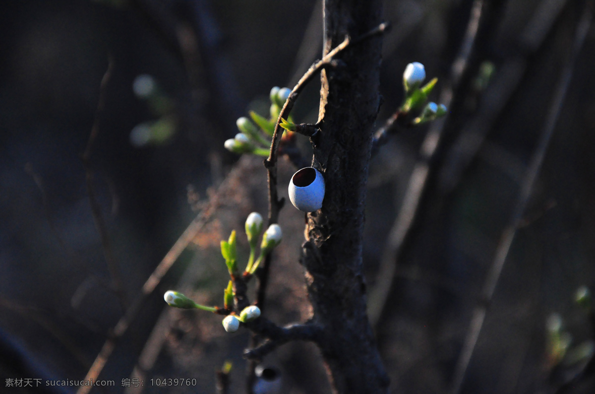 春天来了 吐绿 新芽 萌发 新绿 春天的故事 自然景观 自然风景