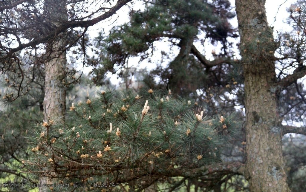 松树枝 树枝 松树籽 松树花 树木 植物 生物 花草树木 生物世界 树木树叶