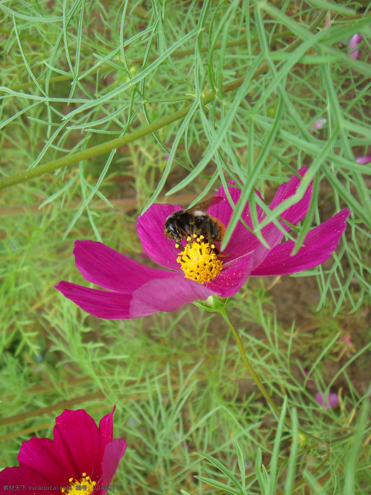 野山菊 野山菊花 五台山 菊花 花草 生物世界