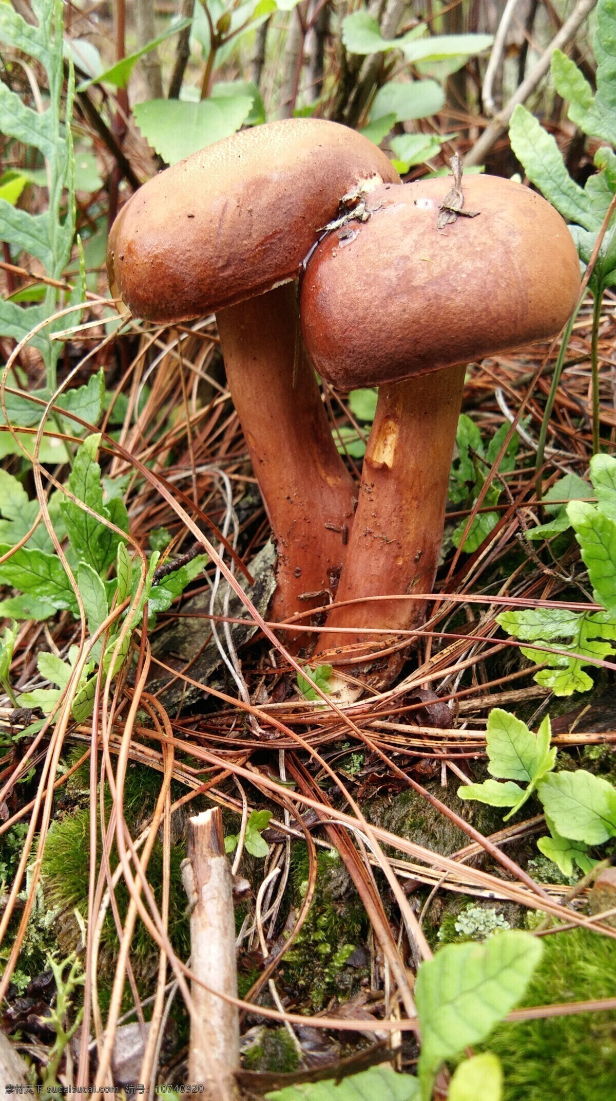 红毒菇 红毒菌 野生菌 真菌 蘑菇 野生蘑菇 毒菌 野生红菌子 白菌子 菌类 野山菌 野生草菌 野生非食用菌 生物世界 其他生物