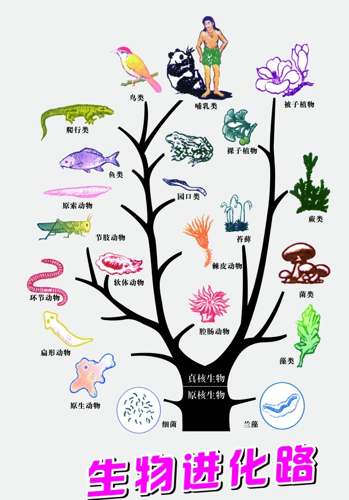 生物进化 进化 进化论 生物进化路 海报 展板 已分层 卡通设计