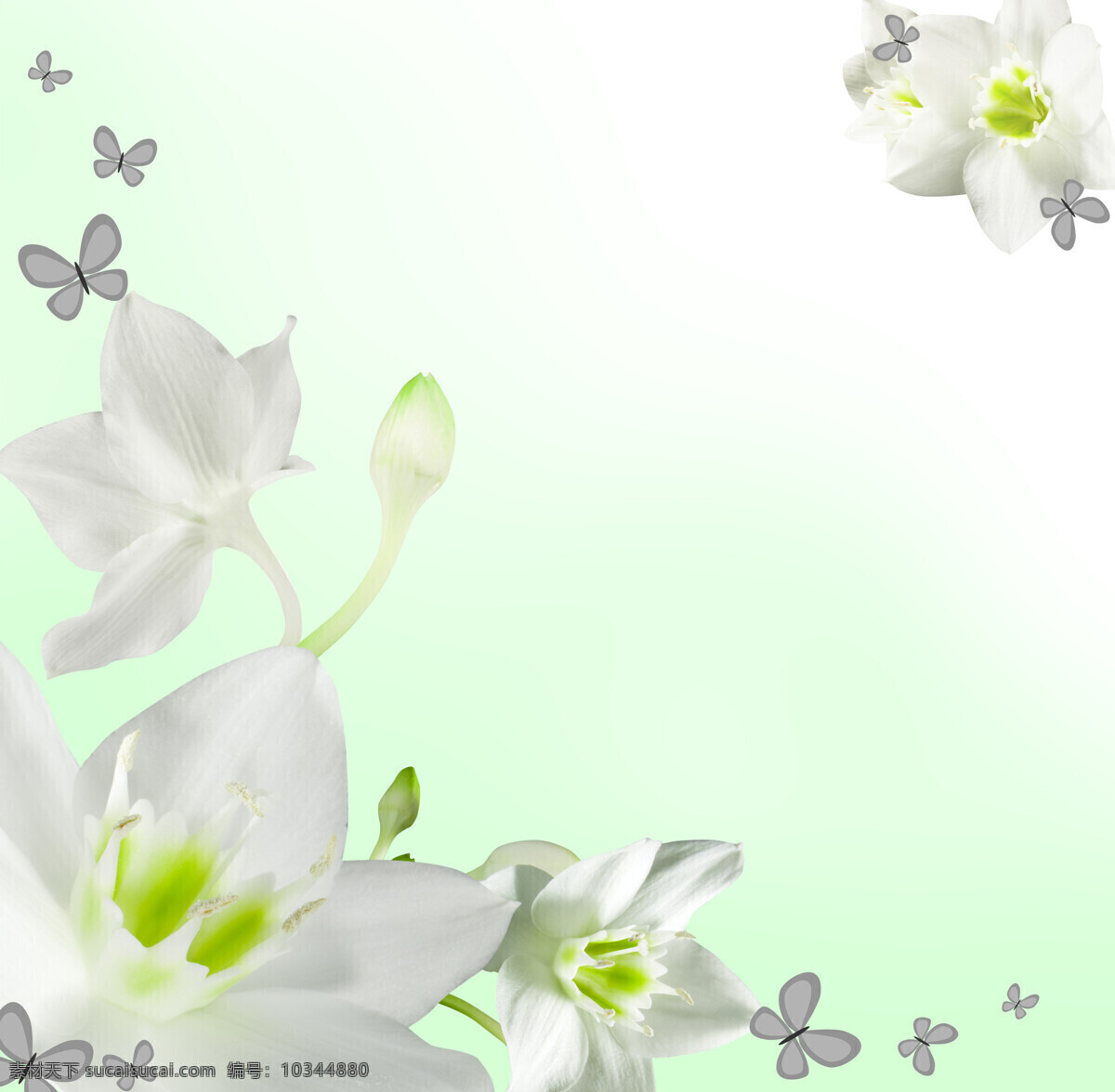白色的花朵 花卉 花朵 鲜花 花 花束 鲜艳 艳丽 植物 花草 鲜花摄影 盛开 花草树木 生物世界 白色