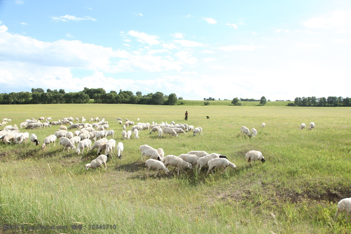 羊 蒙古羊 绵羊 放羊 牧羊 赶羊 羊群 草原羊 动植物 生物世界 家禽家畜