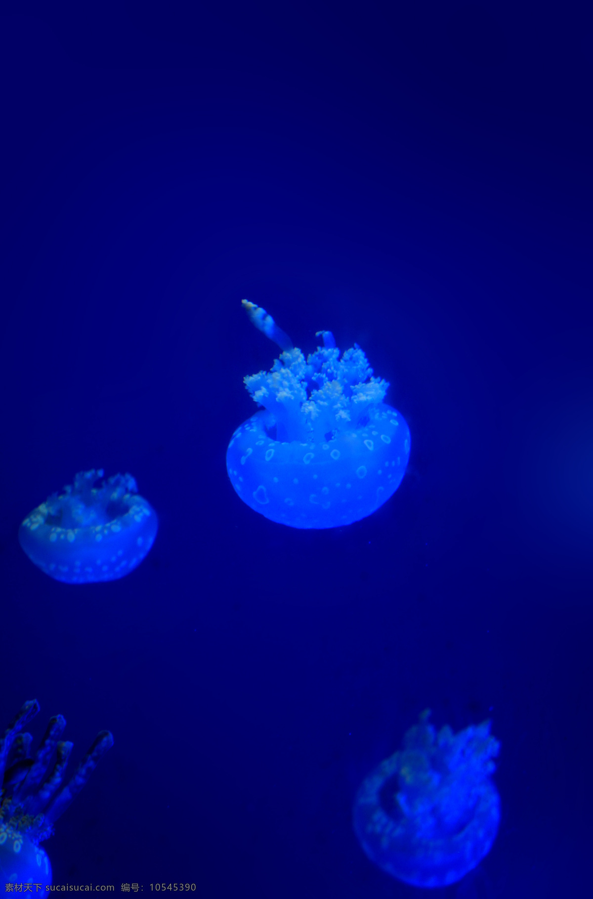 海底 透明 水母 海洋 海底世界 海洋生物 蓝色背景