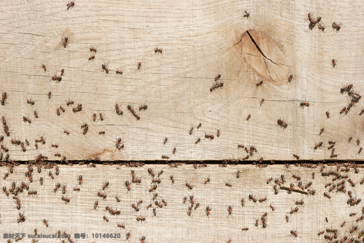 木板 上 蚂蚁 蚂蚁摄影 蚂蚁素材 昆虫 动物 野生动物 动物世界 木板上的蚂蚁 昆虫世界 生物世界