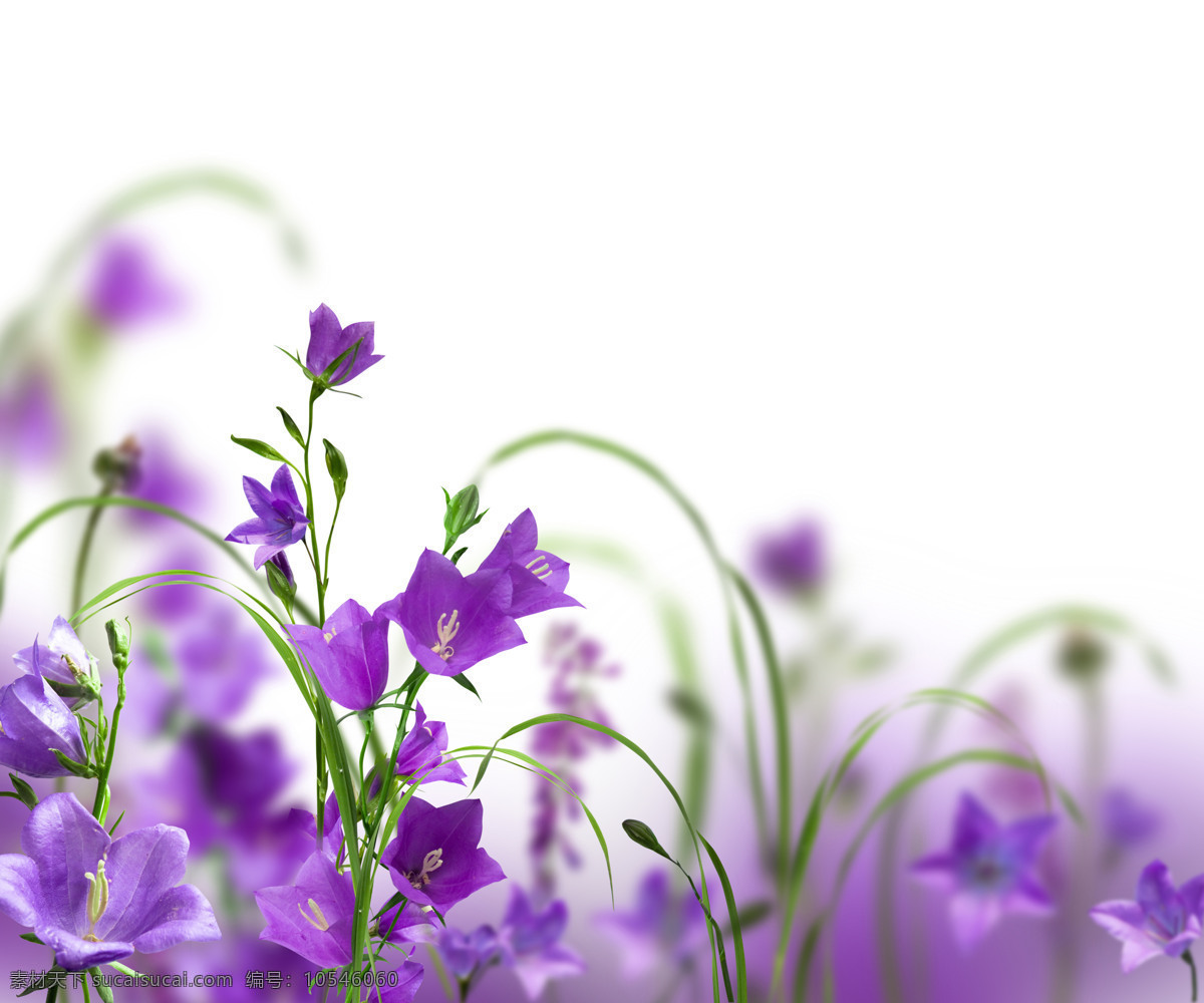 紫色 花朵 背景 素材图片 花丛 自然 清新 背景图 花卉 美丽 背景墙 装饰画 免费素材