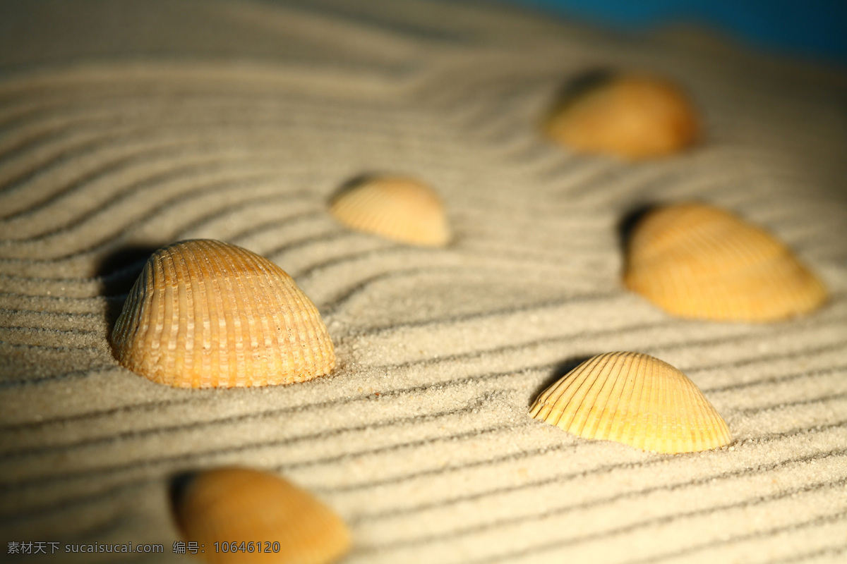 沙滩 沙 纹 贝壳 沙石 沙子 沙粒 沙纹 海洋生物 自然风景 其他风光 风景图片