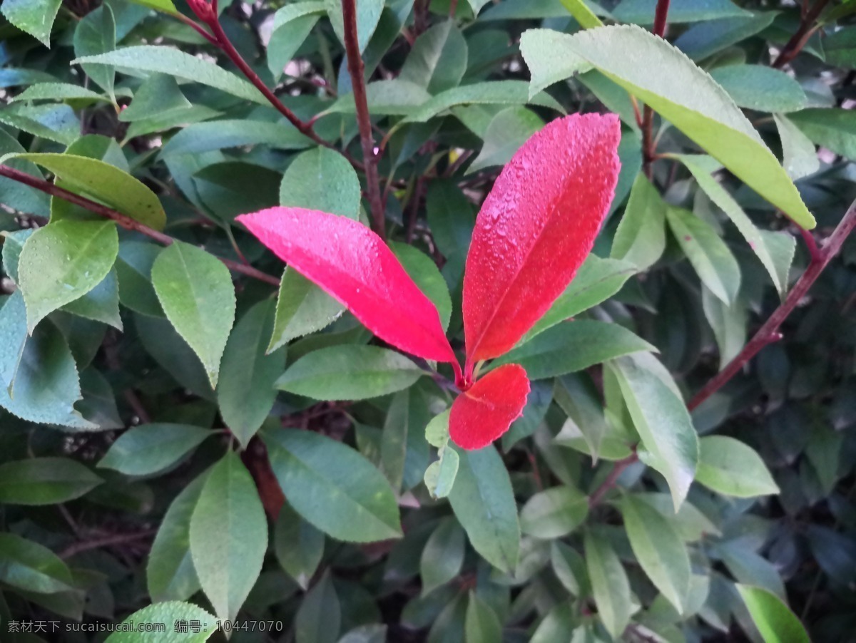 石楠 绿色 红芽 树木 观赏植物 随手拍 旅游摄影 国内旅游