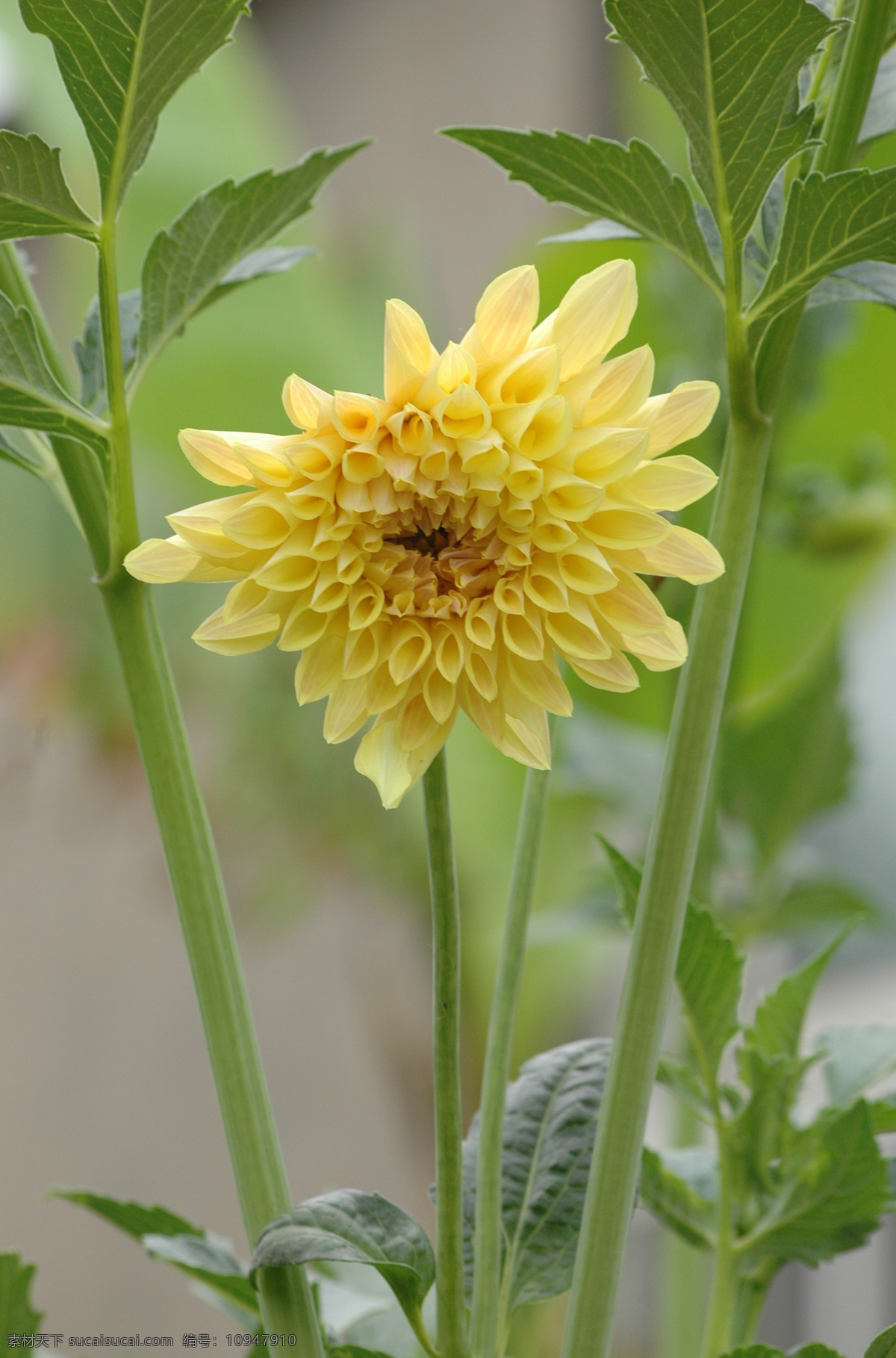 花草 黄花 花 生物世界