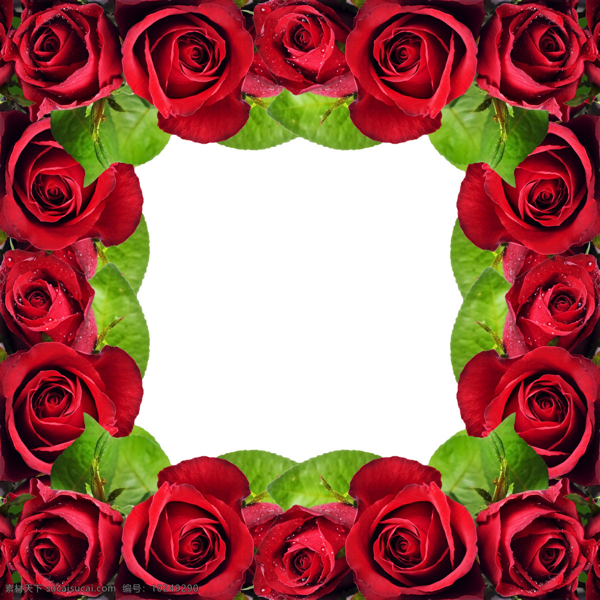 玫瑰花 边框 素材图片 红玫瑰 漂亮花朵 花朵 爱情 情人节 高清图片 花边 绿叶 花草树木 生物世界
