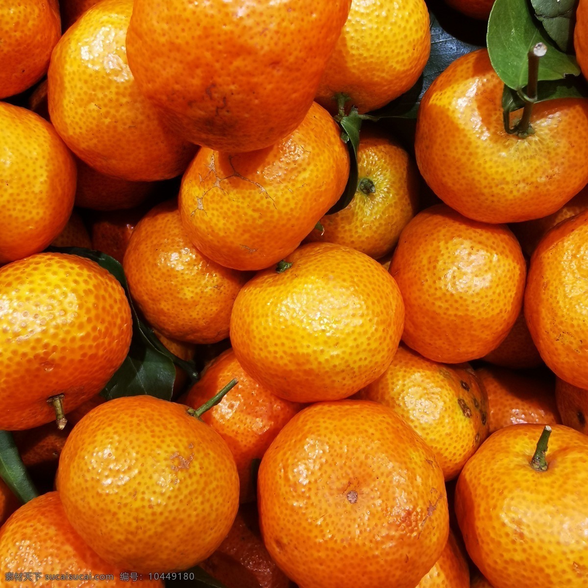 新鲜的沙糖桔 沙糖桔 柑橘 橘子 小橘子 超市水果 商超水果 水果店用图 商品用图 硕果累累 水果图片 新鲜水果 有机水果 绿色水果 水果用图 生鲜水果 素材图片下载 生物世界 水果