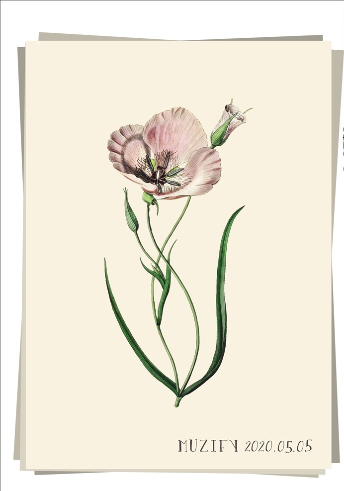 粉兰 植物图鉴 兰花 花卉 植物 彩色图稿 画册 生物世界 花草