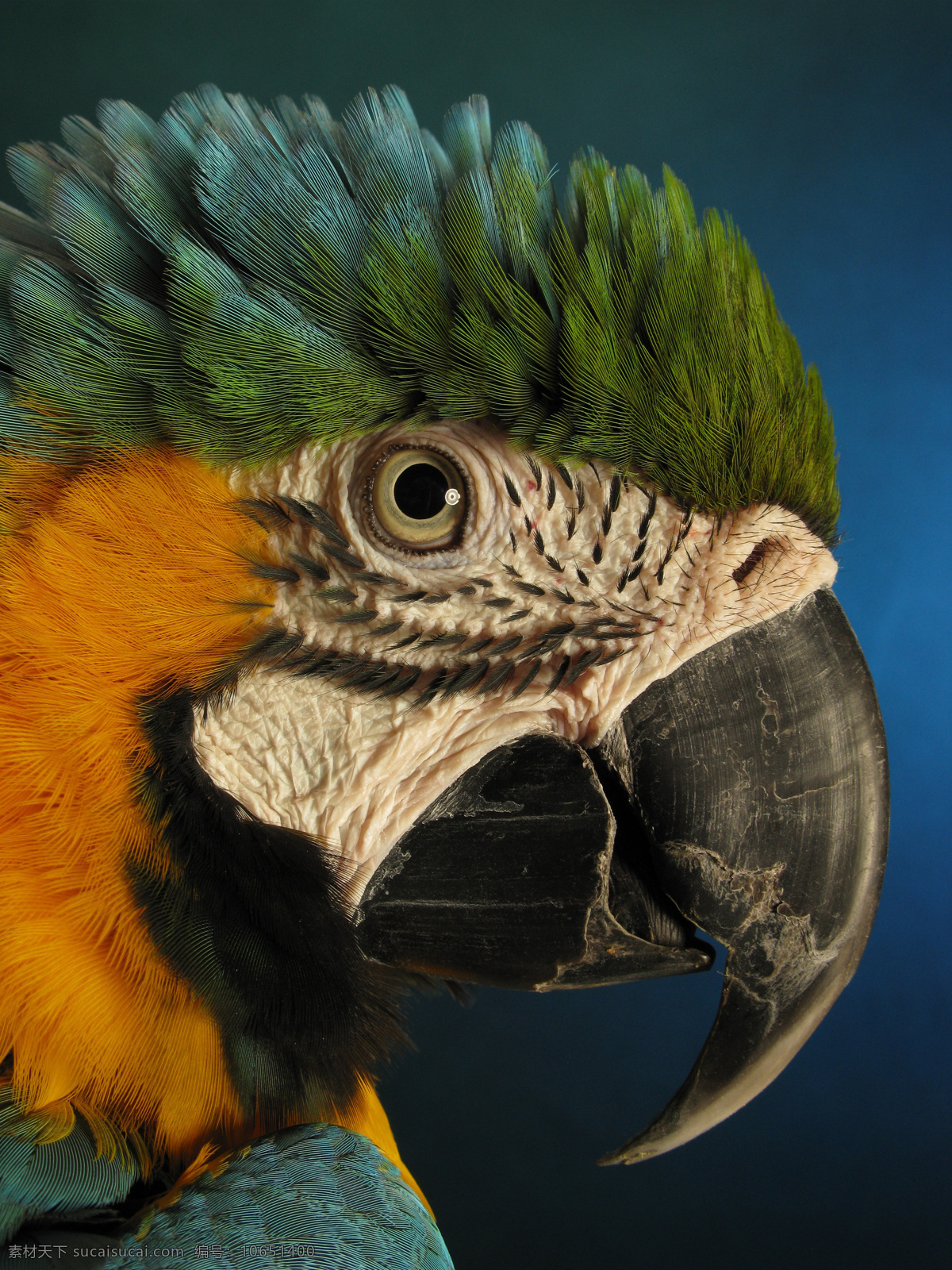 鹦鹉 超 清晰 大图 超清晰 生物世界 鸟类 摄影图库