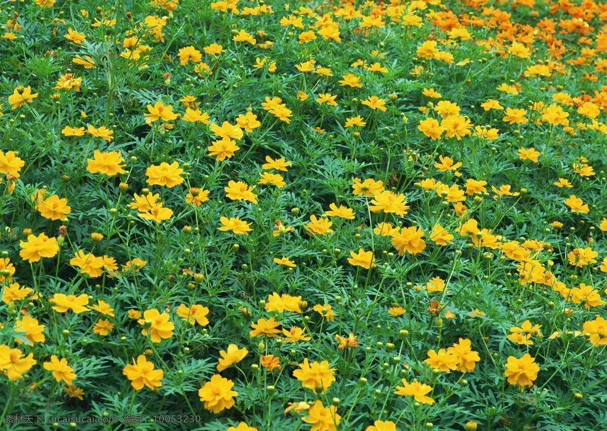 黄色 花朵 草 花卉 自然风景 生物世界 鲜花 花卉风景 春天景象 野花 黄色花朵 绿色 花草 黄色花海 花海 花草树木